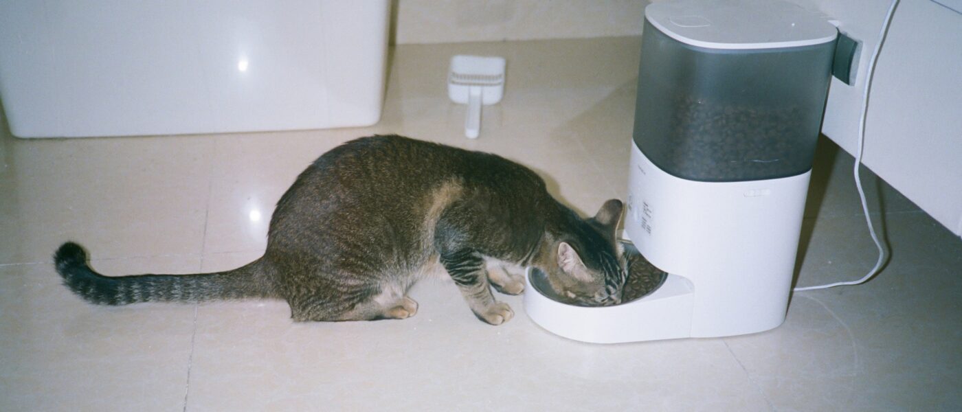 Best Automatic Cat Feeders in 2026: 5 Reliable Picks for Stress-Free Feeding on Any Schedule