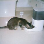 best automatic cat feeders in 2026
