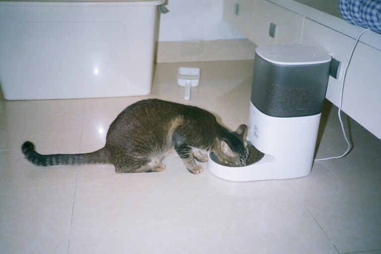 best automatic cat feeders in 2026