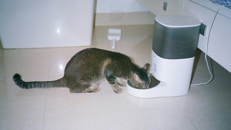 best automatic cat feeders in 2026