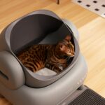 best automatic cat litter boxes in 2026