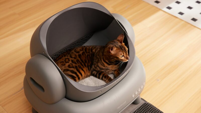 best automatic cat litter boxes in 2026