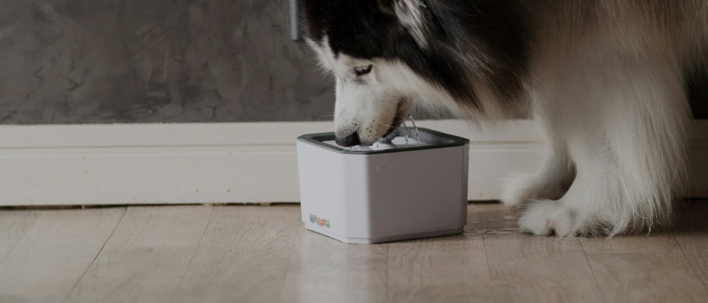 Best Automatic Pet Feeders in 2026: Never Miss a Meal, Manage Portions, and Keep Your Pet Happy