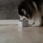 best automatic pet feeders in 2026