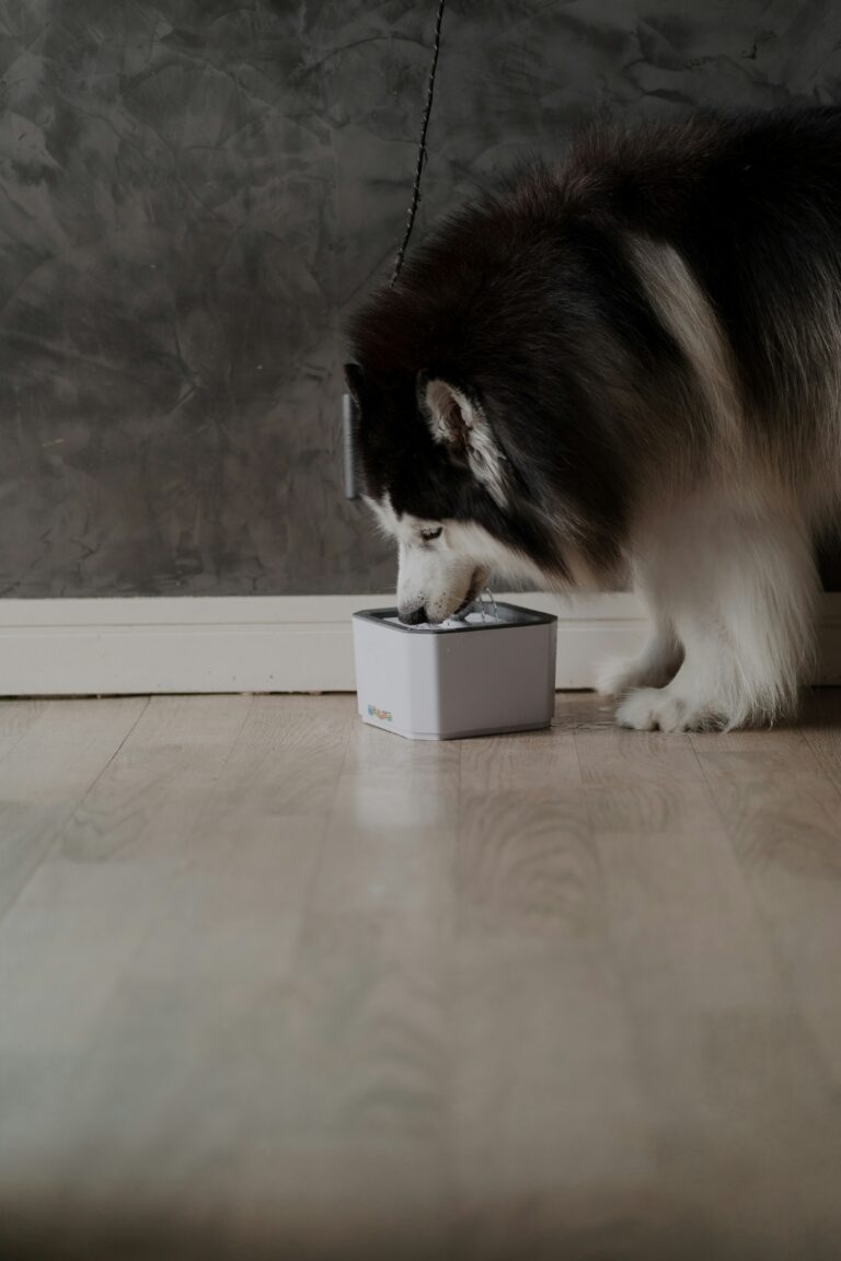 best automatic pet feeders in 2026