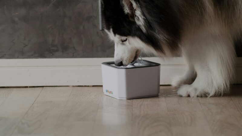 best automatic pet feeders in 2026