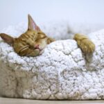 best cat beds for indoor cats in 2026