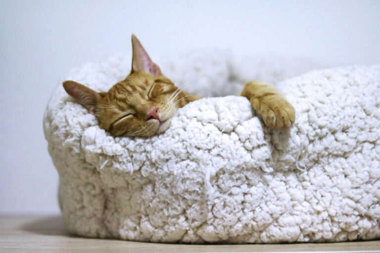 best cat beds for indoor cats in 2026