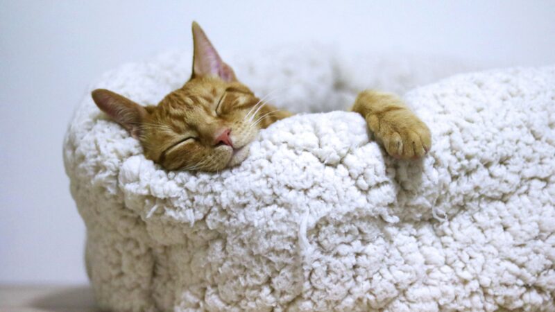 best cat beds for indoor cats in 2026