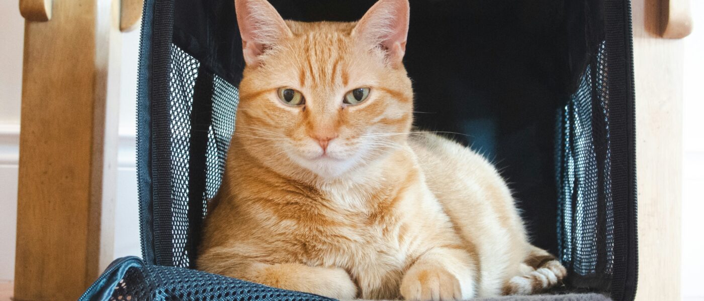 Best Cat Carriers for Vet Visits in 2026: Stress-Free Transport, Secure Latches, and Designs Your Cat Won’t Dread