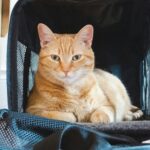 best cat carriers for vet visits in 2026