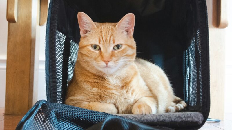 best cat carriers for vet visits in 2026