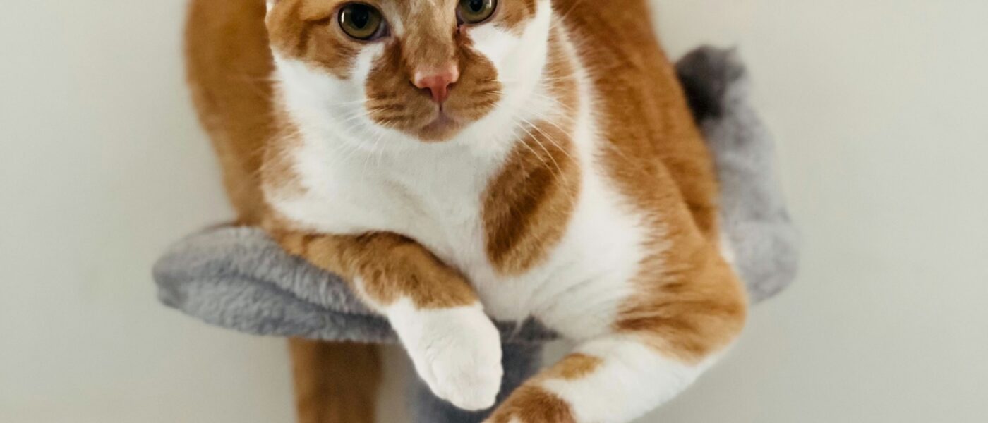 Best Cat Condos for Multiple Cats in 2026: Territory Space, Climbing Capacity, and Designs That Reduce Inter-Cat Conflict