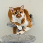 best cat condos for multiple cats in 2026