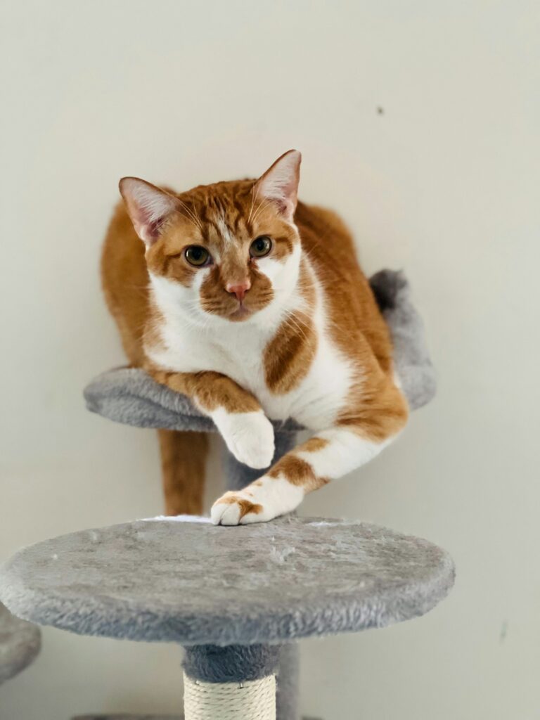 best cat condos for multiple cats in 2026