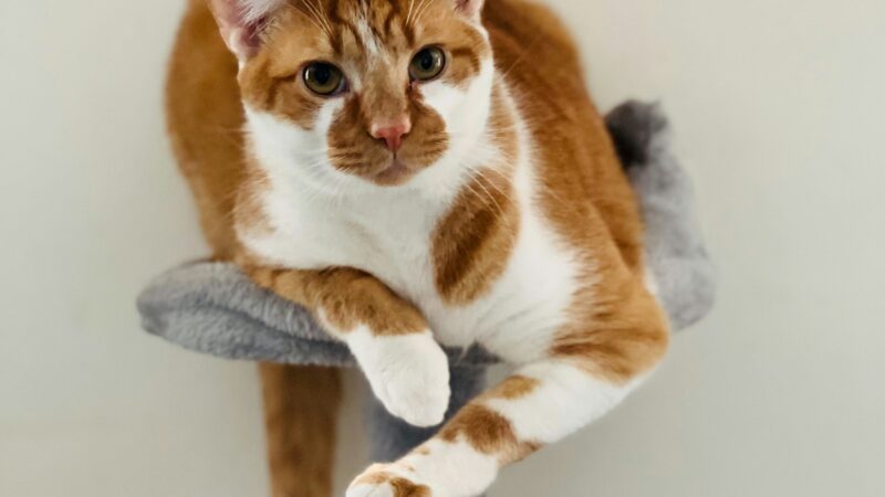 best cat condos for multiple cats in 2026