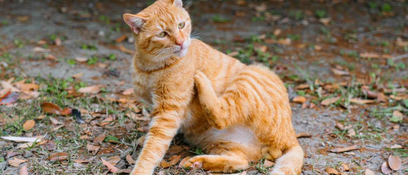 Best Cat Flea Treatment in 2026: 5 Top-Rated Picks for Fast-Acting Relief, Long-Term Prevention, and Indoor Cat Safety