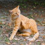 best cat flea treatment in 2026