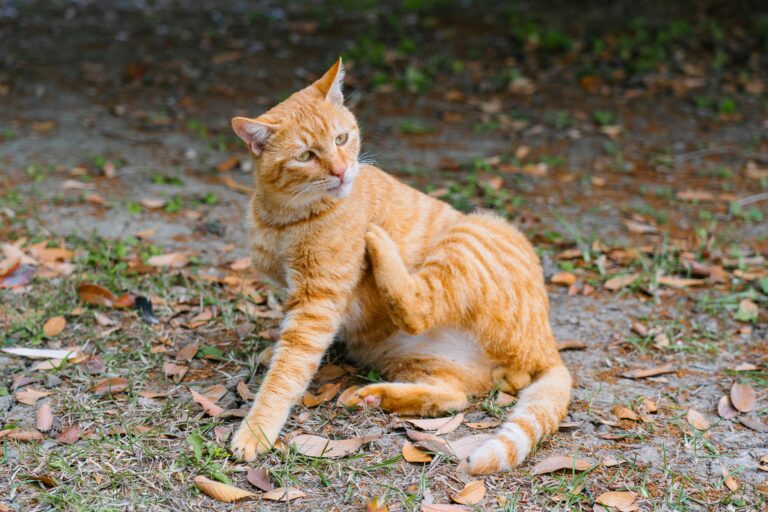 best cat flea treatment in 2026