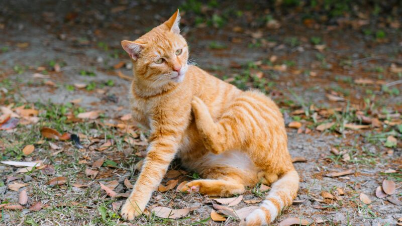 best cat flea treatment in 2026