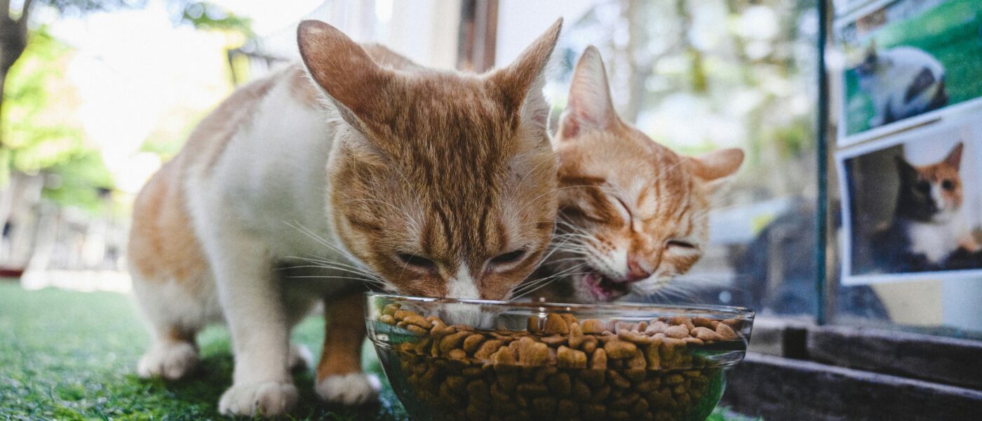 Best Cat Food for Indoor Cats in 2026: High Protein, Low Calorie, and Formulas That Actually Keep Indoor Cats Healthy