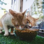 best cat food for indoor cats in 2026