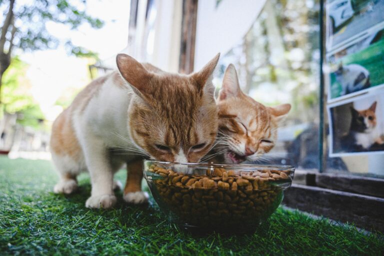 best cat food for indoor cats in 2026