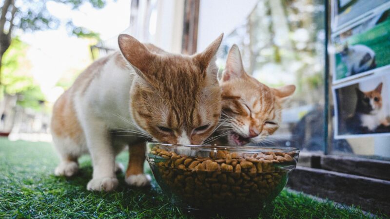 best cat food for indoor cats in 2026