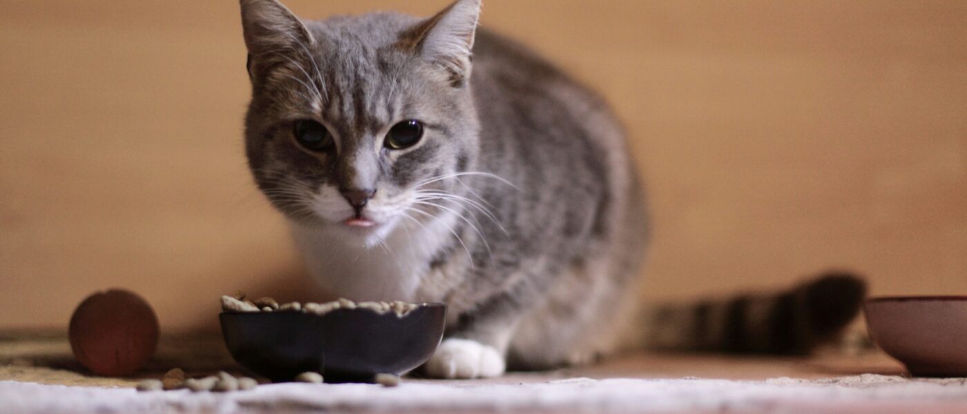 Best Cat Food for Senior Cats in 2026: 5 Top-Rated Picks for Kidney Health, Joint Support, and Easy Digestion