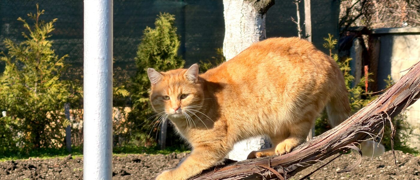 Best GPS Cat Collars in 2026: Track Your Cat in Real Time, Set Safe Zones, and Never Lose Them Again