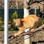 best cat GPS collars in 2026