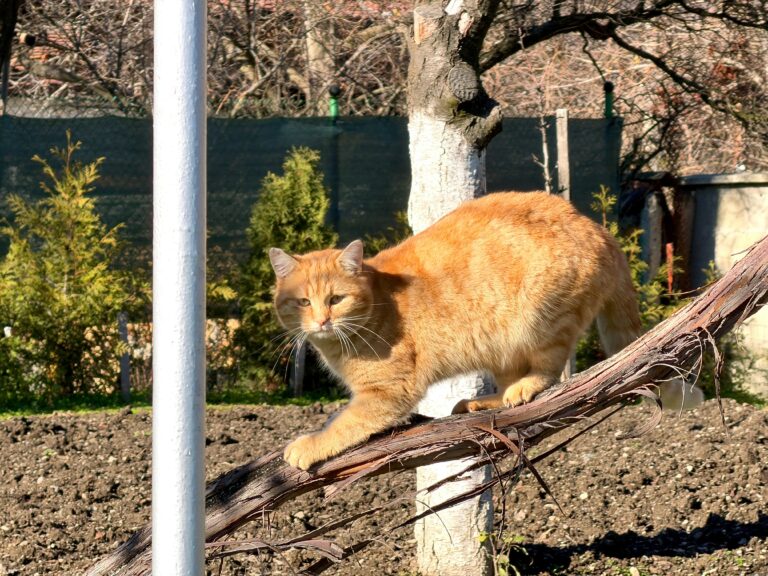 best cat GPS collars in 2026
