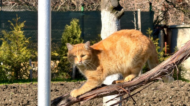 best cat GPS collars in 2026