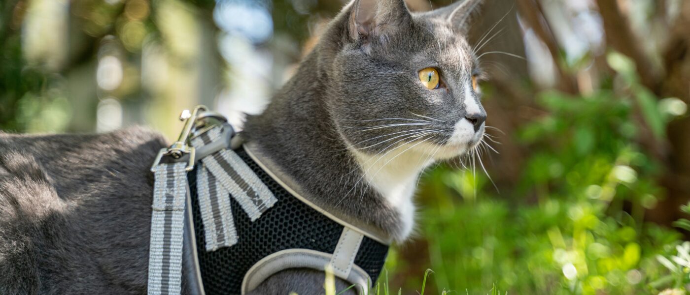 Best Cat Harnesses in 2026: 5 Escape-Proof Picks for Safe Outdoor Adventures With Your Indoor Cat