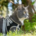 best cat harnesses in 2026