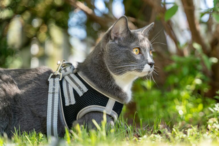 best cat harnesses in 2026