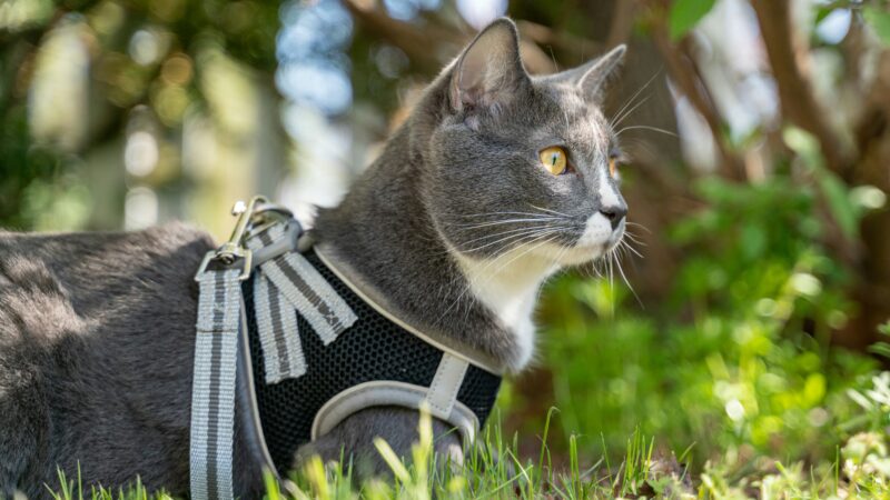 best cat harnesses in 2026