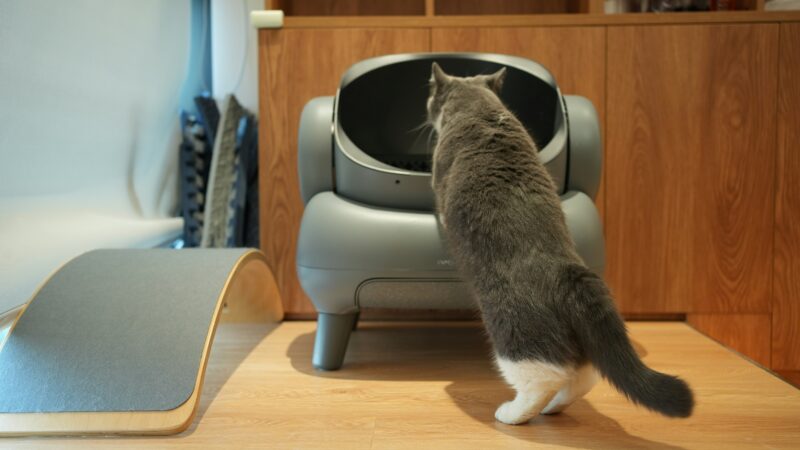 best cat litter boxes for small spaces in 2026