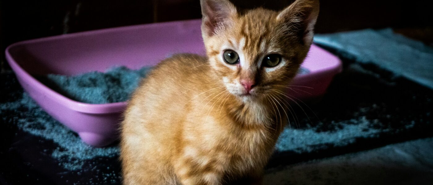 Best Cat Litter for Odor Control in 2026: Long-Lasting Freshness, Low Tracking, and Options Your Cat Will Actually Use