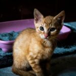 best cat litter for odor control in 2026