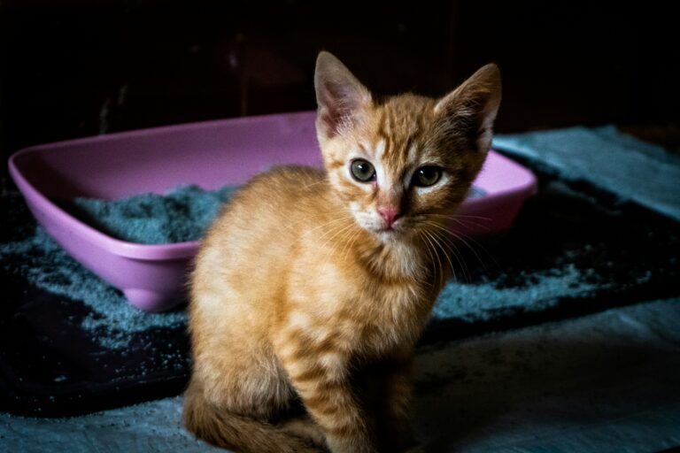 best cat litter for odor control in 2026