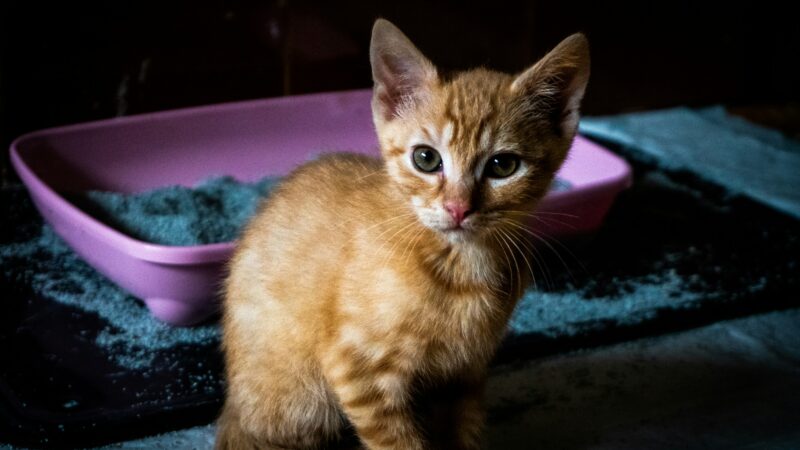 best cat litter for odor control in 2026