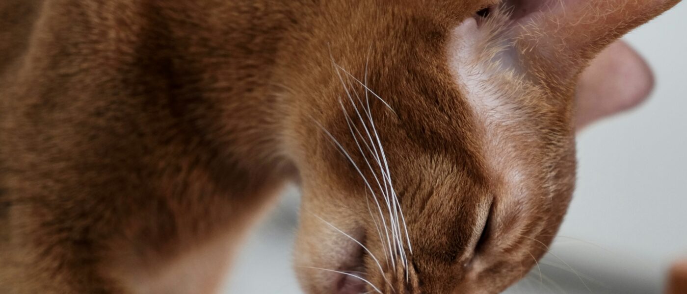 Best Cat Nail Clippers in 2026: Clean Cuts, No Stress, and the Right Tool for Every Cat Owner