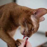 best cat nail clippers in 2026