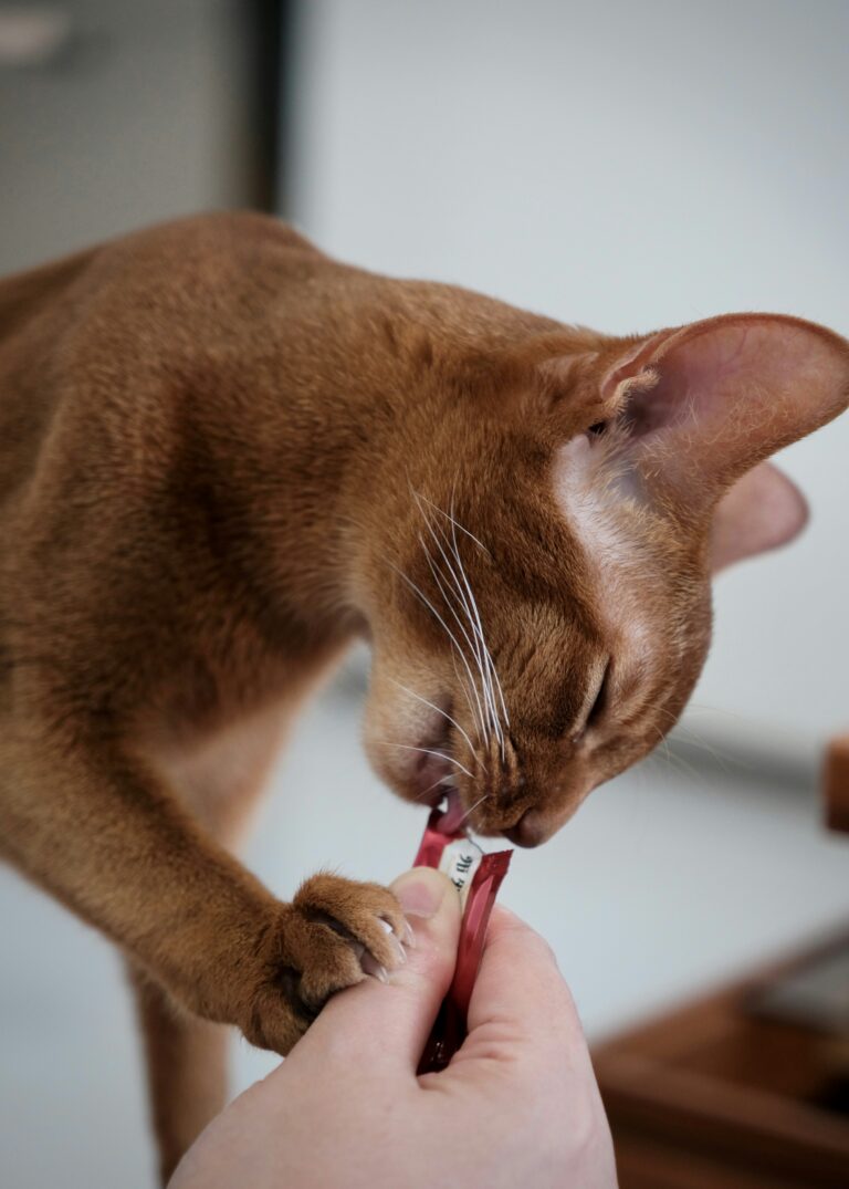 best cat nail clippers in 2026