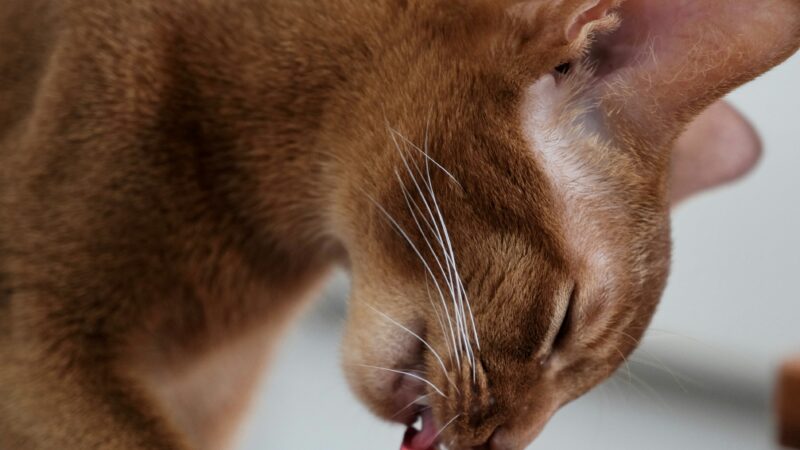 best cat nail clippers in 2026