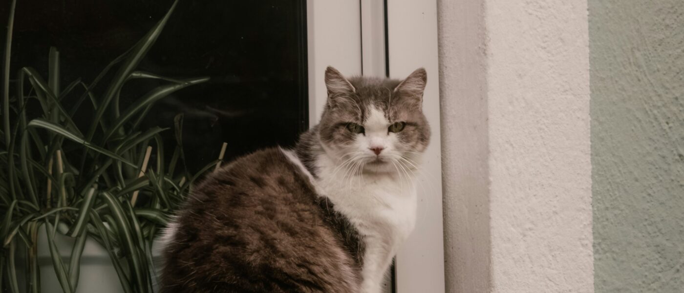 Best Cat Window Perches in 2026: Sturdy Mounts, Comfortable Platforms, and Designs Your Cat Will Actually Use