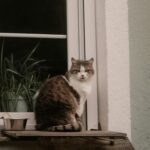 best cat perches in 2026