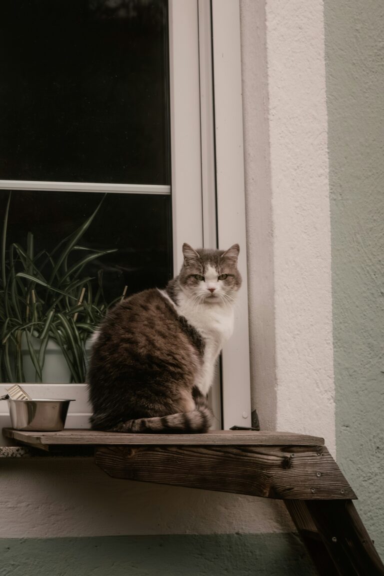 best cat perches in 2026