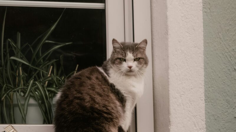 best cat perches in 2026